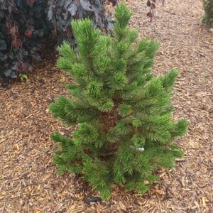 Pine, Bosnian 'Compact Gem'