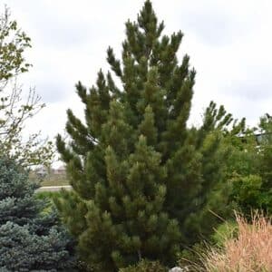 Pine, Bosnian 'Emerald Arrow'