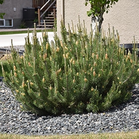 Pine, Mugo