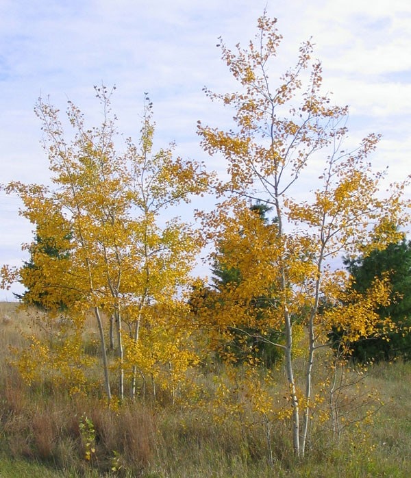 Aspen, 'Prairie Gold' - Image 2