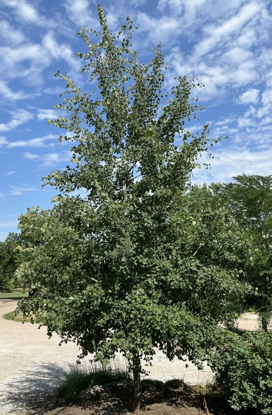 Aspen, 'Prairie Gold'