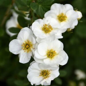 Potentilla, 'Creme Brulee'