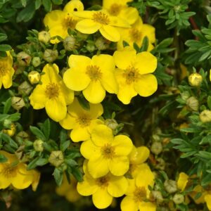 Potentilla, 'Happy Face'