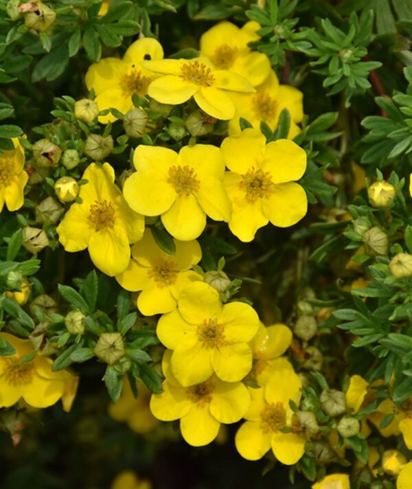 Potentilla, 'Happy Face'
