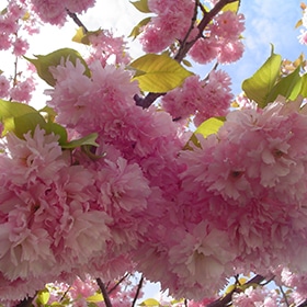 Cherry, 'Kwanzan'