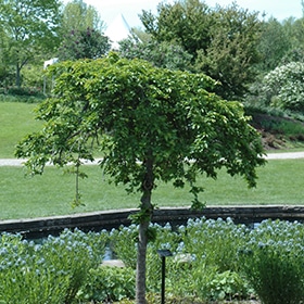 Cherry, Weeping 'Snow Fountains' - Image 3
