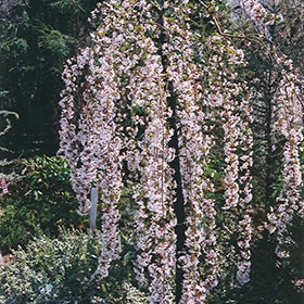 Cherry, Weeping 'Snow Fountains'