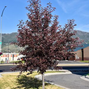 Cherry, 'Sucker Punch'