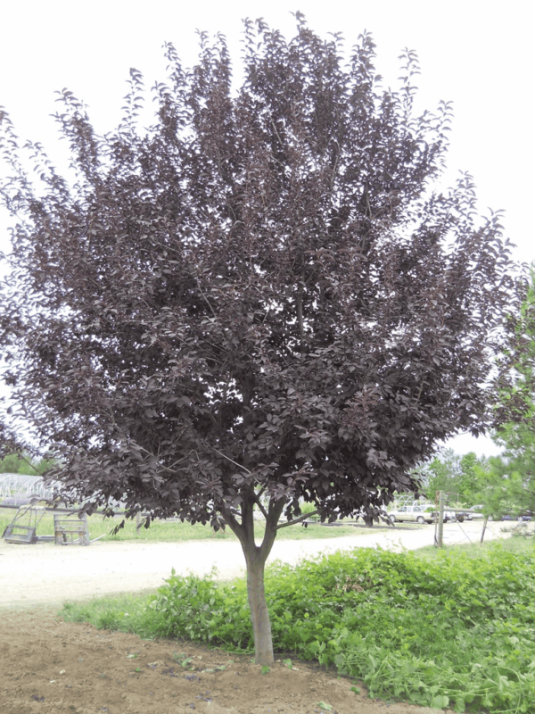 Cherry, 'Sucker Punch'