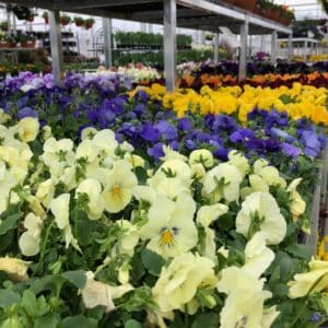 Pansy (Mixed) - Annual Flat