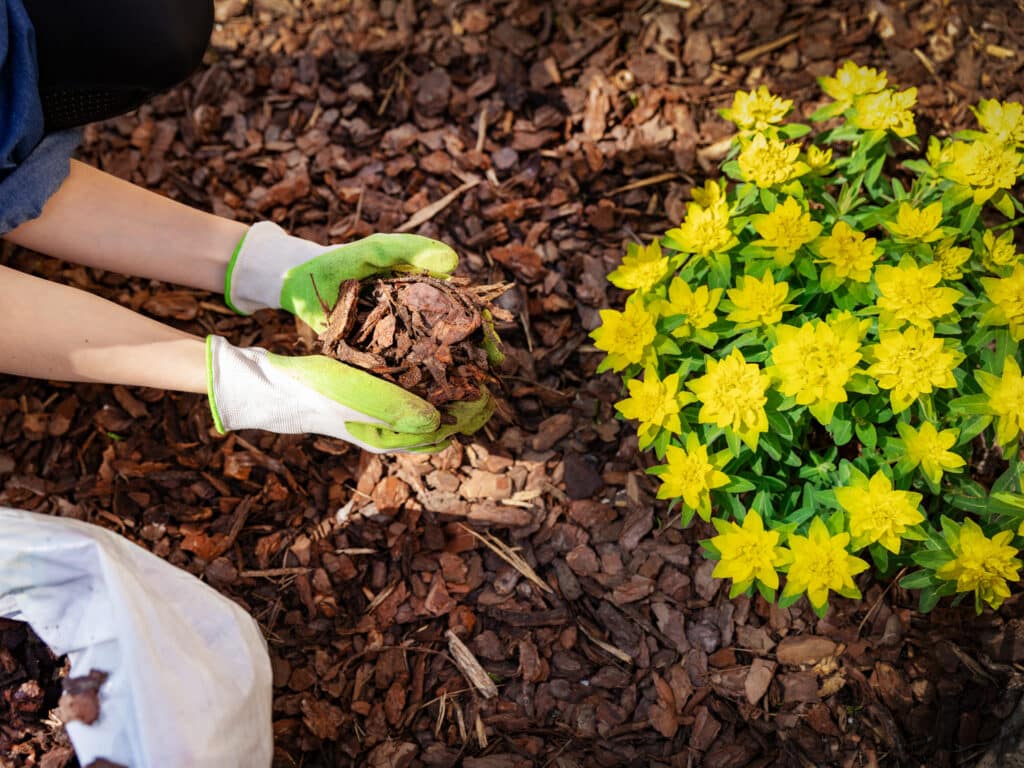 Woman placing mulch around newly planted perennial