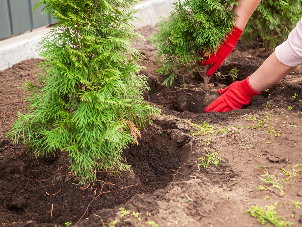 A person summer planting young evergreens in garden bed