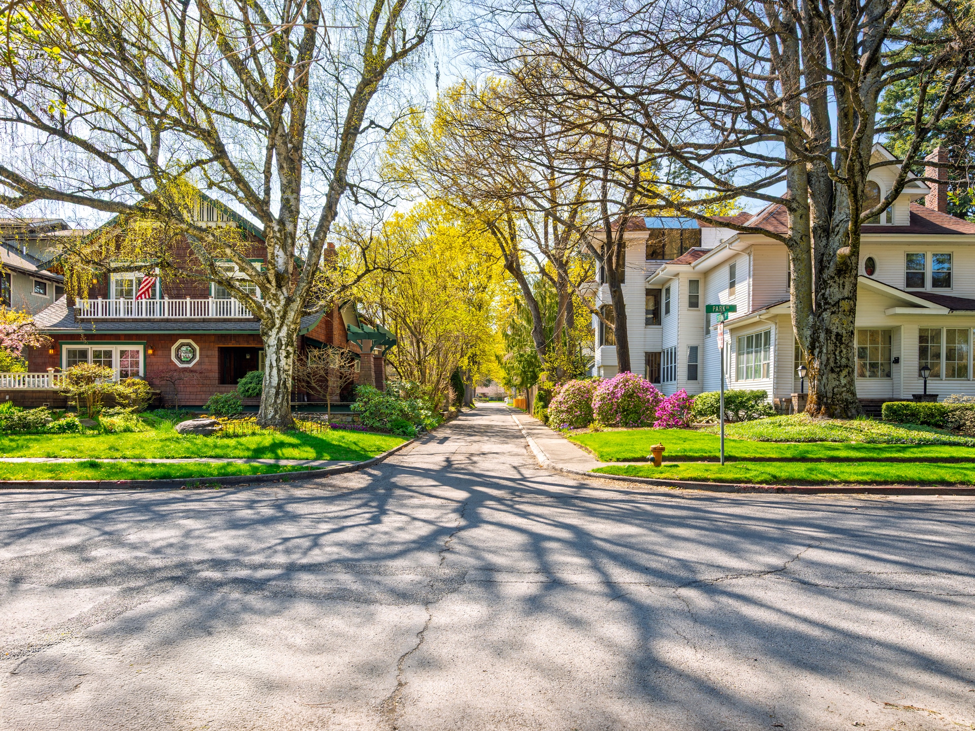 Tree-lined residential street with emerging spring trees and flowering shrubs