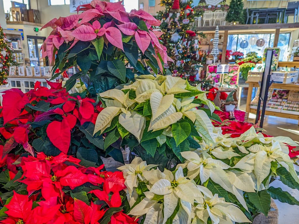 various poinsetiia varieties