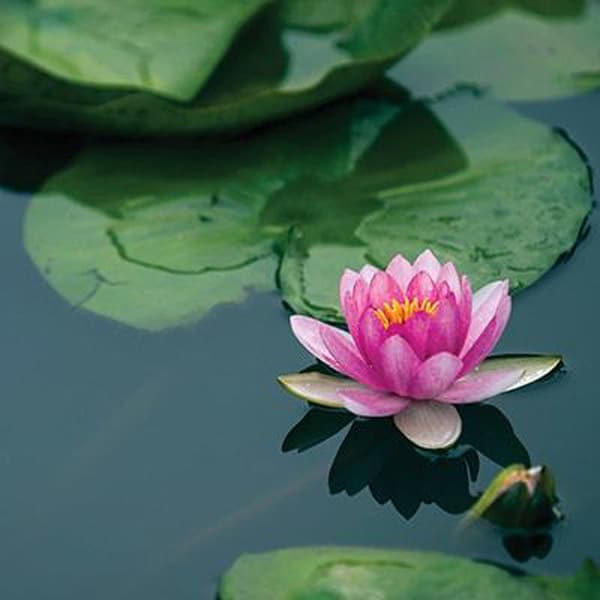 Pond Plants