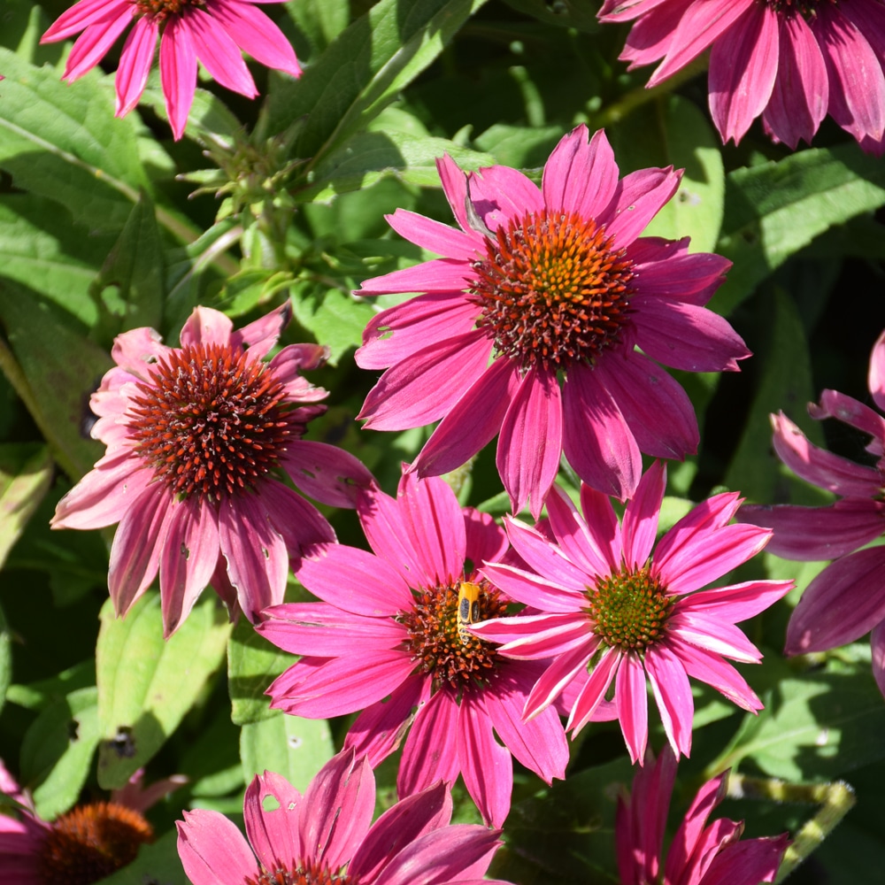 Flowers of a coneflower cultivar