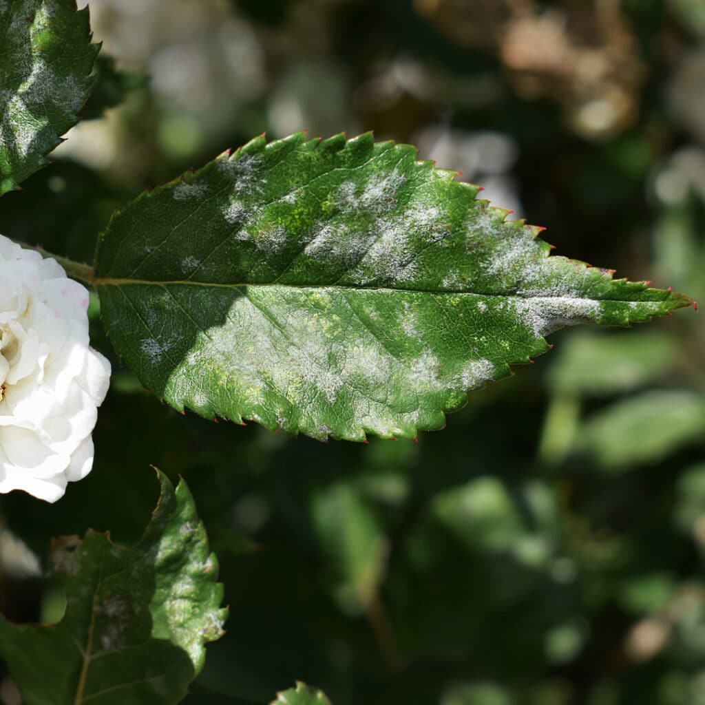 Rose leaf with powdery mildew