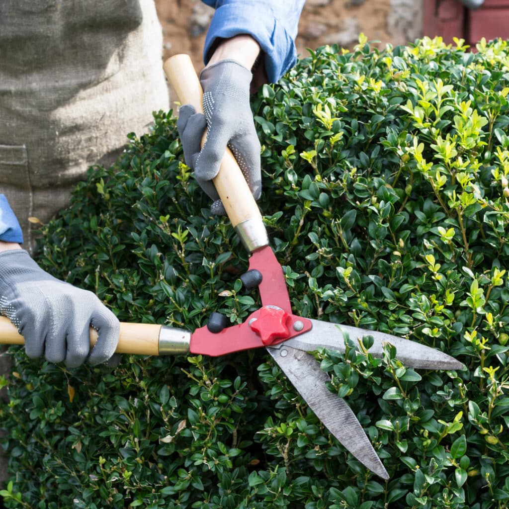 Using hand shears to trim boxwood shrub