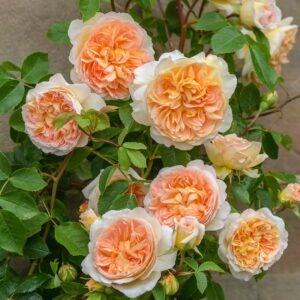 Rose, DA Climber 'Bathsheba'
