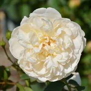 Rose, David Austin 'Litchfield Angel'
