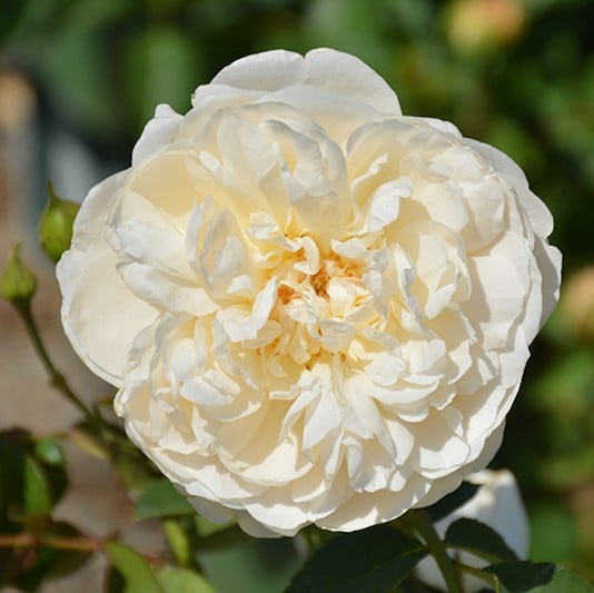 Rose, David Austin 'Litchfield Angel'
