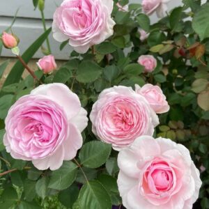 Rose, David Austin 'Olivia Austin'
