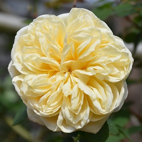 Rose, David Austin 'Teasing Georgia'