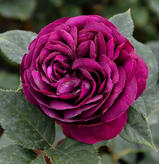 Rose, Floribunda 'Celestrial Night'