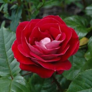 Rose, 'Take it Easy'
