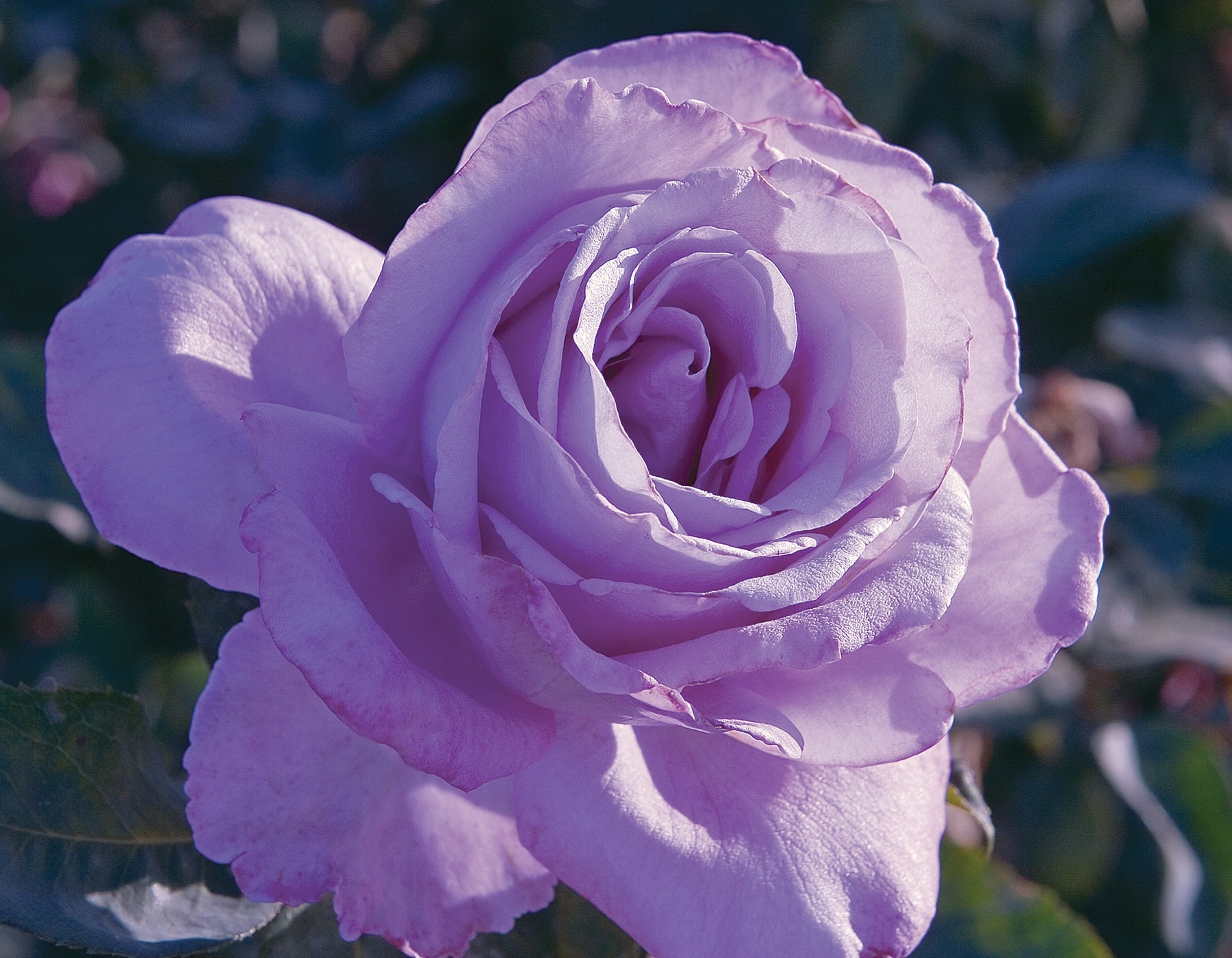 Rose, Hybrid Tea 'Blue Girl'
