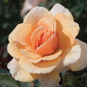 Rose, Hybrid Tea 'Brandy'
