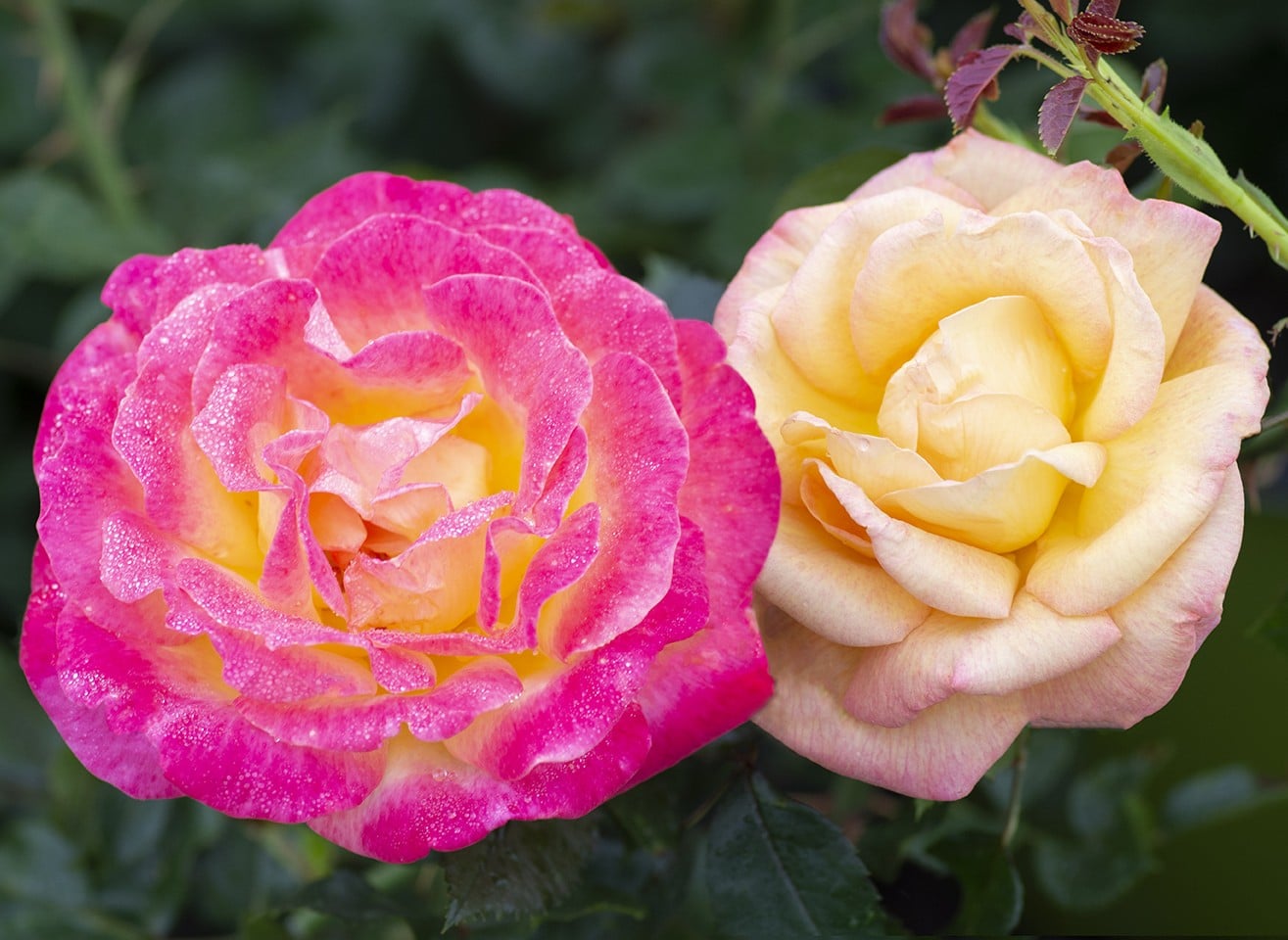 Rose, Hybrid Tea 'Enchanted Peace'