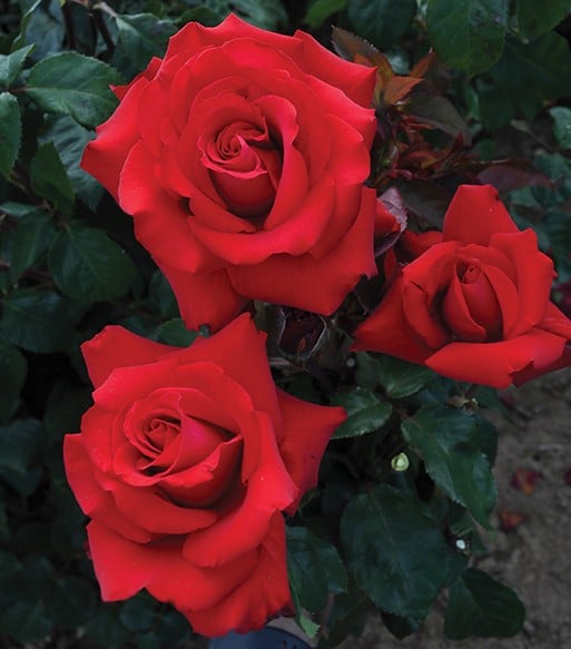Rose, Hybrid Tea 'Eleganza Grande Amore'
