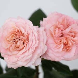 Rose, Hybrid Tea 'Martha Stewart'
