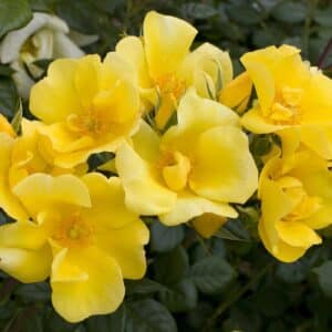 Rosa 'Limoncello'