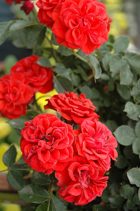 Rose, Miniature 'Autumn Sunblaze'