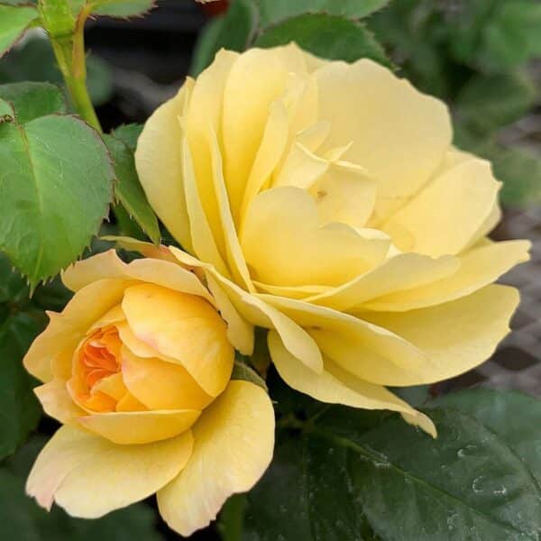 Rose, Miniature 'Lemon Sunblaze'