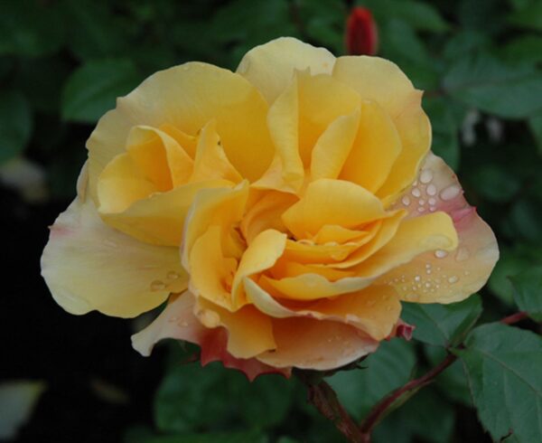 Rose, 'Tequilla'