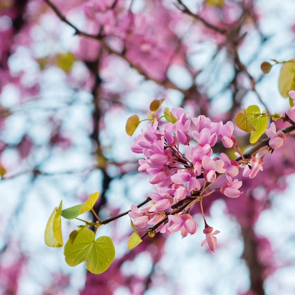 Redbud tree branch with pink spring blooms and emerging leaves