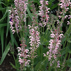 Eveline Meadow Sage