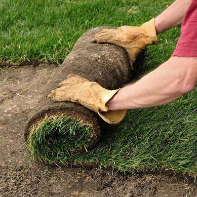 Person rolling out sod