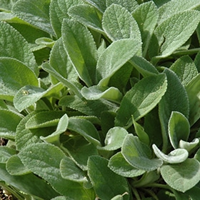 Silver Carpet' Lamb's Ear