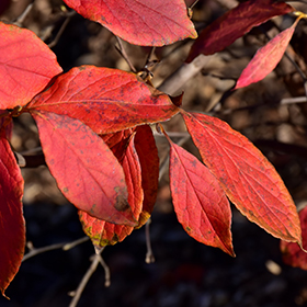 Japanese Stewartia 1.5