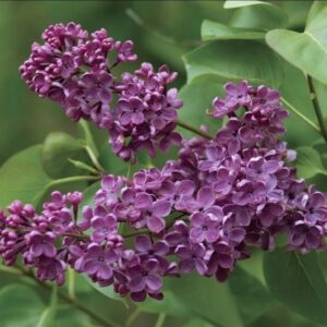 Lilac, 'Ludwig Spaeth'