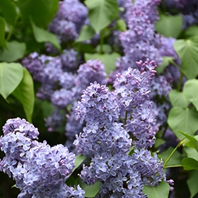 Lilac, 'Wedgewood Blue' - Lurvey