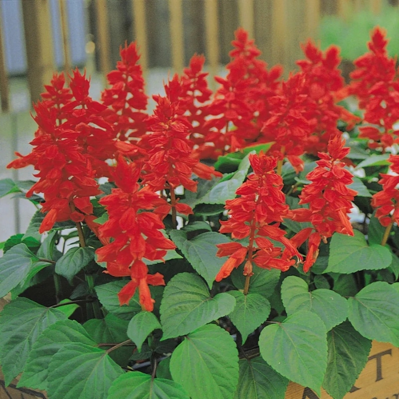 Salvia - 4"pot - Image 2