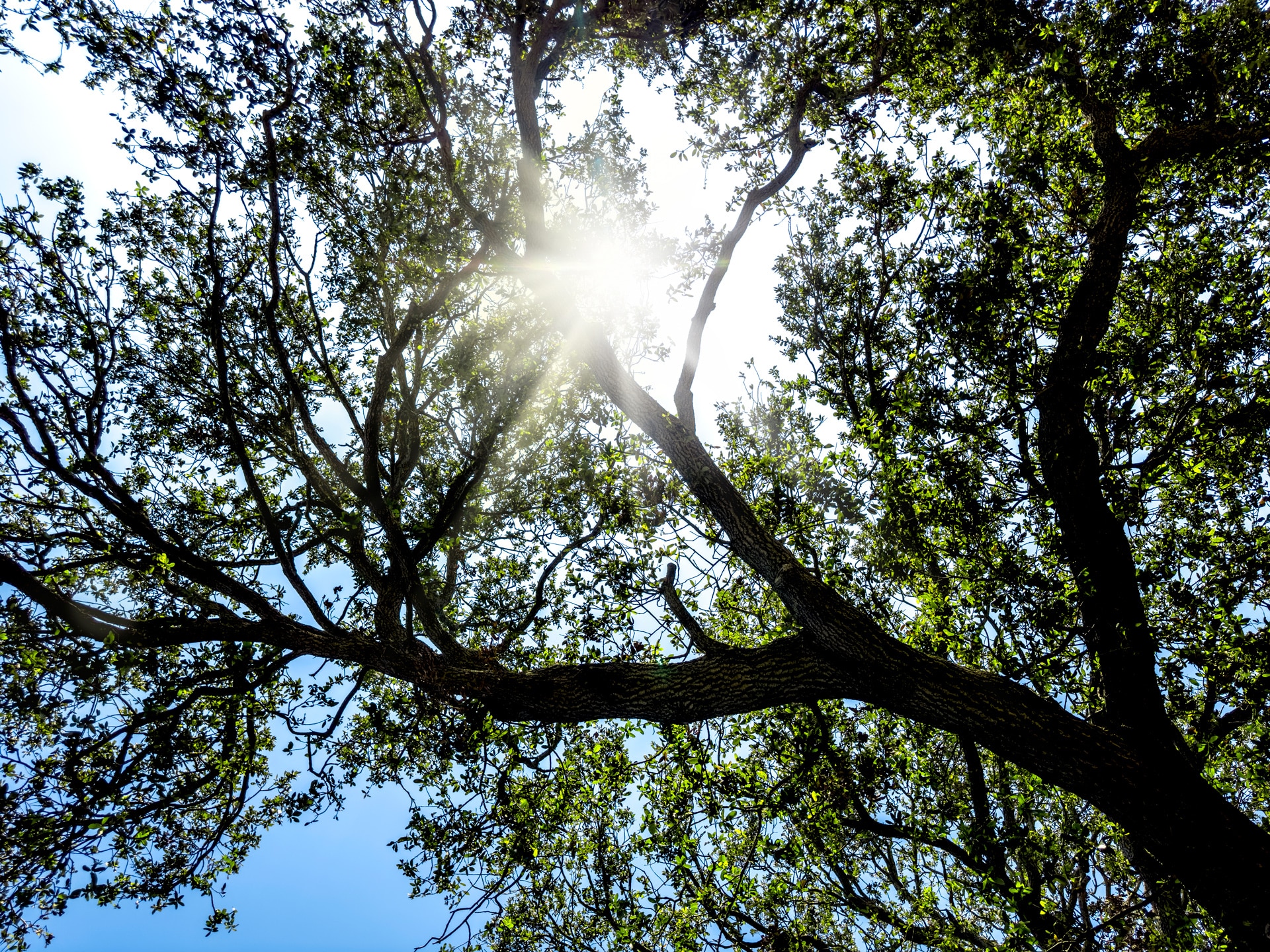 Sun shining through a large shade tree