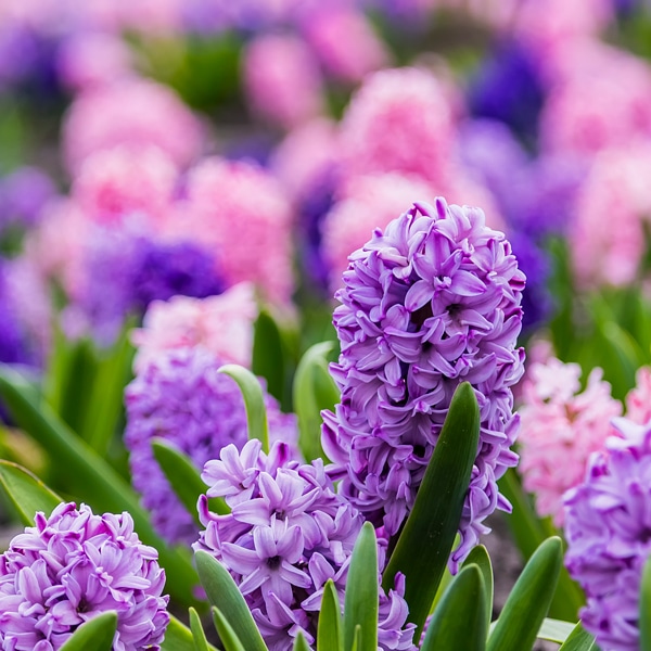 Spring Flowering Bulbs