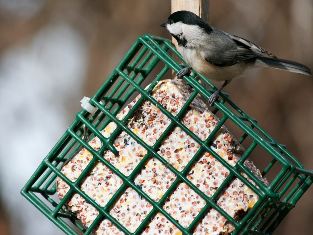 Suet cage and suet with chickadee