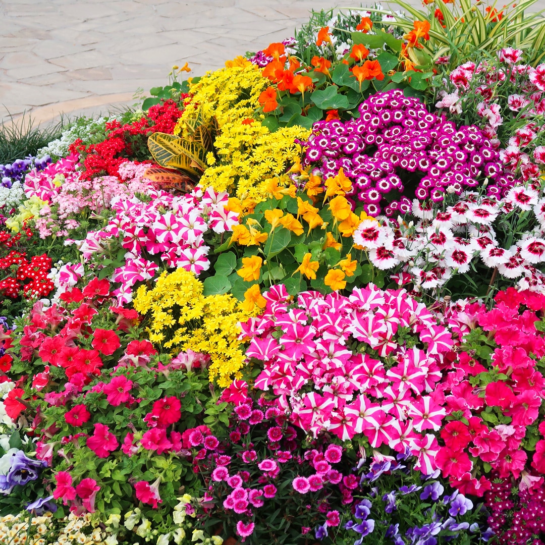 Summer Season Annuals